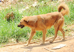  An escalating stray dog menace has created anxiety among Kimironko residents. The New Times /File.