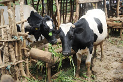 The benefits of Fresian cows are immense. The New Times /File