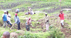 Huge boost for Kirehe farmers as they get food storage facility The New TImes /File