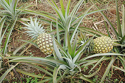 Inyange industries has assured pineapple growers in Ngoma of a market for their products. The New Times/ file photo.