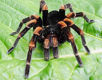 The infamous tarantula.