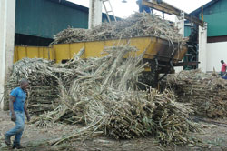 Sugacane from Kabuye sugar plantations. The company laments lack of raw materials.The New Times / File
