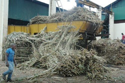 Sugacane from Kabuye sugar plantations. The company laments lack of raw materials.The New Times / File