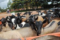  Widows in Nyamasheke district received goats that will produce manure to boost soil fertility. The New Times /file.