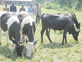 Some of the cows local NGO Safer Rwanda donated to 20 families in Kinigi. Each family received two cows. The New Times / B Mukombozi.