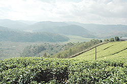 Tea plantation in rural Rwanda.  The New Times /File photo