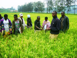 A plan to significantly increase rice production in the country will see the country self sufficient by 2018. The New Times /File.
