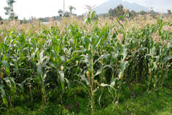 Maize is one of the major crops grown on a large scale in Gatsibo District.