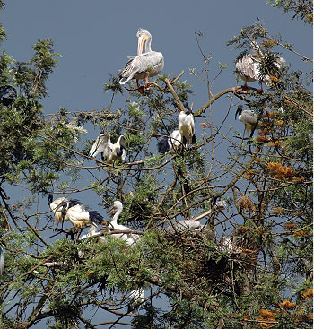 Rwanda is home to over 600 bird species. The New Times / File