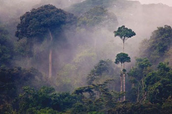 Rwanda's forest conservation policies are globally recognised. Net photo