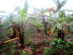 Banana leaves in Munyiginya sector have been turning yellow. The Sunday Times / Stephen Rwembeho.