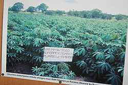 Cassava farmers in the Eastern Province have projected higher yields following the training in modern methods of farming. The New Times File.