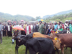 Kiyombe sector residents gather to receive cows donated to them by their counterparts from Rutunga sector. The New Times Dan Ngabonziza