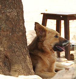  A vaccination campaign in Musanze will see thousands of pets vaccinated. The New Times File photo.