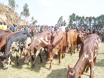Cows have made a big difference in families. The New Times File photo