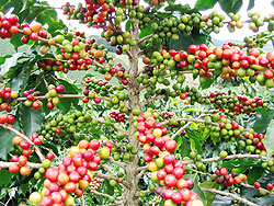 Coffee was among the major export earners last year. The New Times File photo