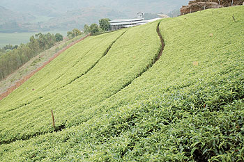 Rwanda expects a rise in tea exports this year. The New Times / File photo