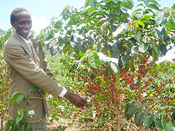 A farmer shows off his coffee. Japan is eyeing Rwanda's coffee. The New Times file.