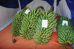 Bunches of banana ready for export.  High transportation costs are affecting the business.