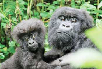 Mother and baby from the Isabukuru family group