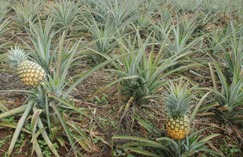 Pineapple growing has benefited from the prioritisation of the agriculture sector. The New Times / File.