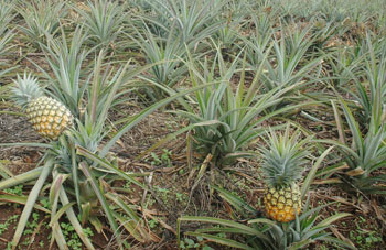 Pineapple growing has benefited from the prioritisation of the agriculture sector. The New Times / File.