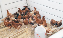 The Government intends to vaccinate  birds against Newcastle disease in collaboration with The African Union Interafrican Bureau for Animal Resources.