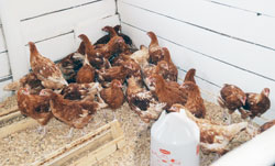 The Government intends to vaccinate  birds against Newcastle disease in collaboration with The African Union Interafrican Bureau for Animal Resources.