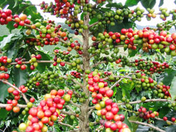 Farmers in Rwamagana have resorted to growing  coffee due to favourable prices on the international market. The New Times / File