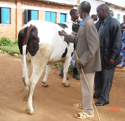 Mayor Nyangezi (R) checksout one of the heifers. The New Times  / Fred Ndoli.