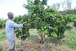  A farmer works on a fruit farm; MINAGRI has urged upscale commercial markets to buy produce from farmers. The New Times/ File photo