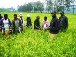  Rice farming in the Eastern Province has turned out to be a lucrative trade. The New Times/ File photo