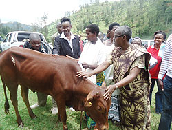 ActionAid Country Director Josephine Uwamariya  (R) hands over a cow to one of the beneficiaries in Karongi District