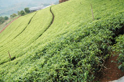 Tea plantation.  The New Times / File.