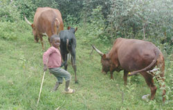 A young boy herds family cows. Parents and guardians in Nyamasheke District have been cautioned against child labour. The New Times, / File.