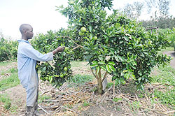 A man harvests oranges in his farm. Farmers have been urged to use their produce to boost nutrition . 