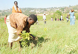 A woman plants a tree during recent tree planting exercise. Citizens must own the process, according to Natural Resources minister, Stanislas Kamanzi.