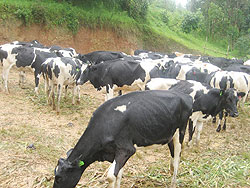 The Fresian cows which were donated.The New Times / B Mukombozi.