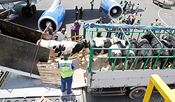 Off loading the cows at the airport