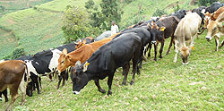 Some of the cows distributed by the Red Cross in Rutsiro District. The New Times / Sam Nkurunziza.
