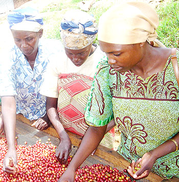 Coffee is projected to continue driving Rwandau2019s export sector. The New Times / File photo