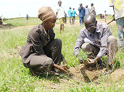 The tree planting exercise is to be intesified later this month. The New Times / File photo