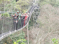 The popular canopy walk in Nyungwe forest. The New Times / File photo