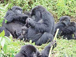 Gorillas in Virunga National Park. An expert has said they are safe from Tuesdayu2019s eruption of Nyamuragira Volcano. The New Times / File.
