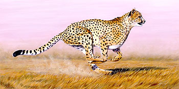 Society:Top Ten fastest Land animals - The New Times