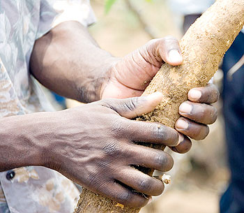 A farmer holds a cassava tuber (File photo)