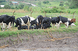 Some of the cows donated by the association of former women combatants . The New Times / File.
