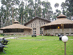 Gorilla Nest in Musanze District. The New Times / File 