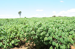 A cassava farm in Bugesera District. The new disease could deal a major blow to the cropu2019s output this season.