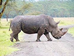 Rhinos will  be some of the animals to be imported .  Net photo